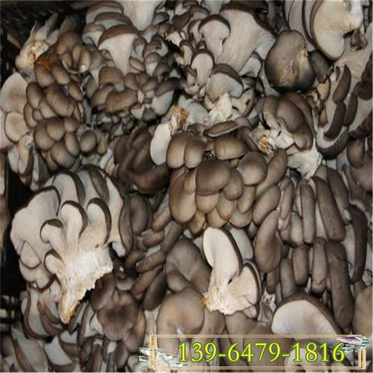 河北温室大棚骨架制造商 新型蔬菜大棚  菌菇养殖大棚价格