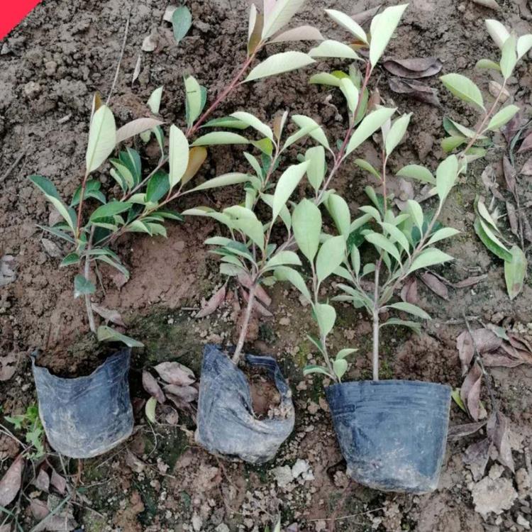 火焰红 红罗宾 红唇 酸叶石楠 红叶石 道路绿化 小涵花卉
