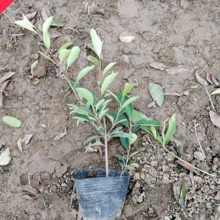 石楠 火焰红 红罗宾 红唇 酸叶石楠 红叶石楠  道路绿化 小涵花卉