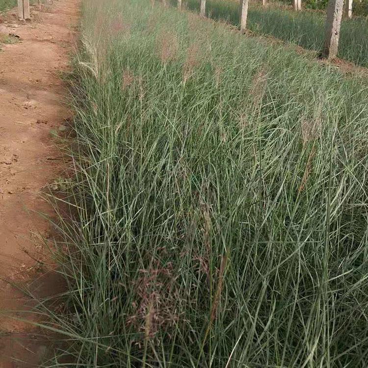 粉黛乱子草种植 粉黛乱子草销售 粉黛乱子草幼苗