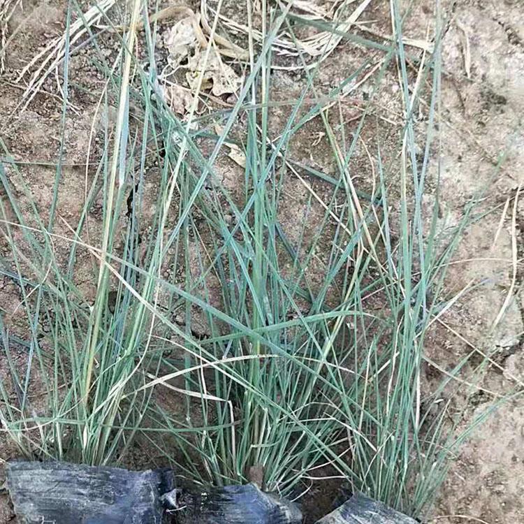粉黛乱子草种植 粉黛乱子草价格 粉黛乱子草小苗