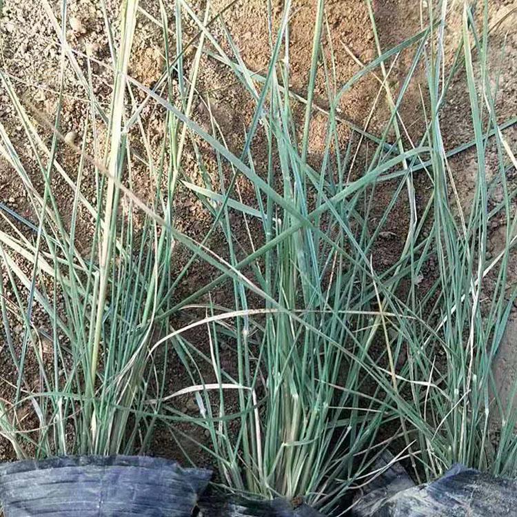 粉黛乱子草种植 粉黛乱子草出售 耐寒粉黛乱子草