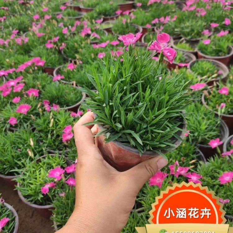 欧石竹基地 开花草坪  小盆欧石竹 双色盆欧石竹  小涵花卉