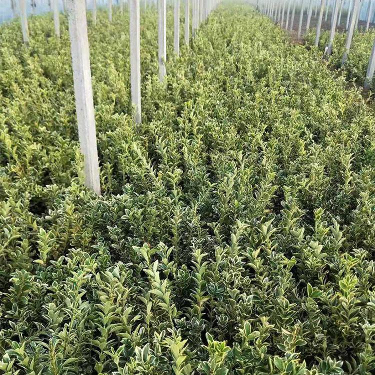 金边黄杨种植基地 基地种植 金边黄杨小苗