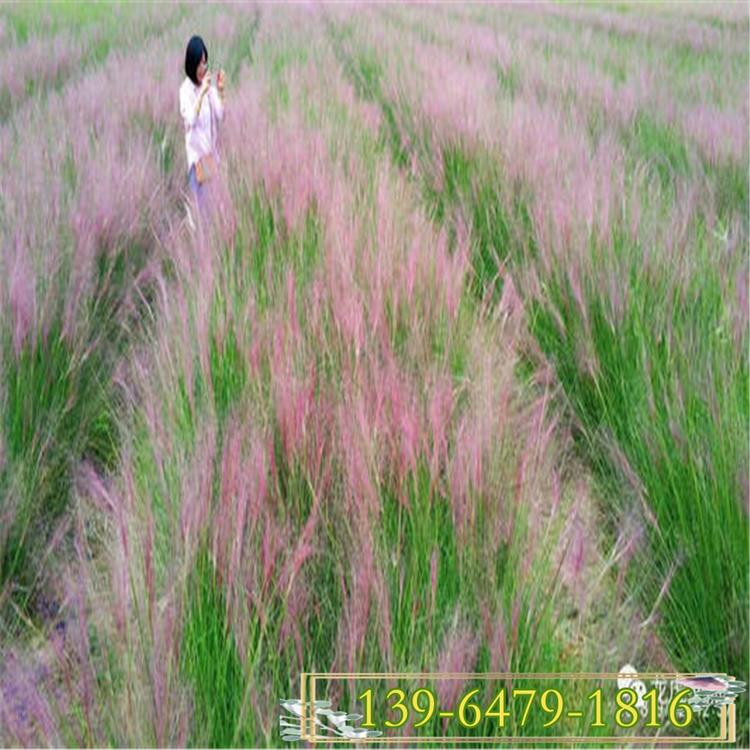耐寒粉黛乱子草价格 粉黛乱子草批发基地 耐热耐盐碱植物