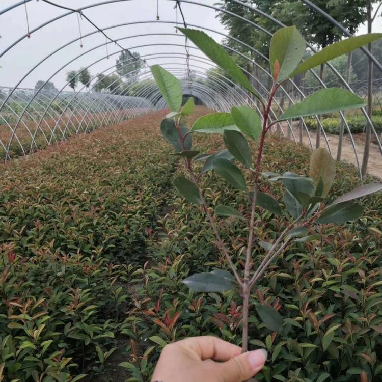 红叶石楠价格 杯苗红叶石楠供应 红叶石楠报价