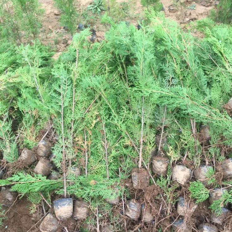 山东青州优质常绿乔木侧柏大量直供
