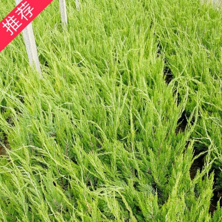 小龙柏价格  龙柏基地 侧柏  龙爪柏价格 爬地龙柏价格  小涵花卉 绿化苗木