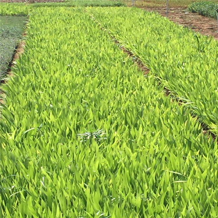 青岛鸢尾   水生鸢尾   蓝花鸢尾报价  货源充足