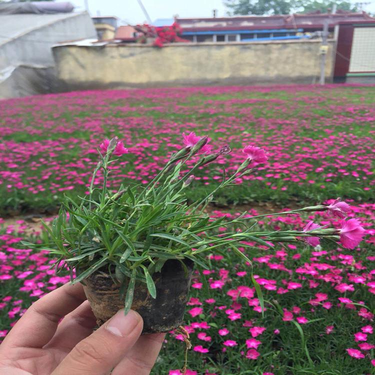 济南欧石竹   宿根欧石竹  石竹供应