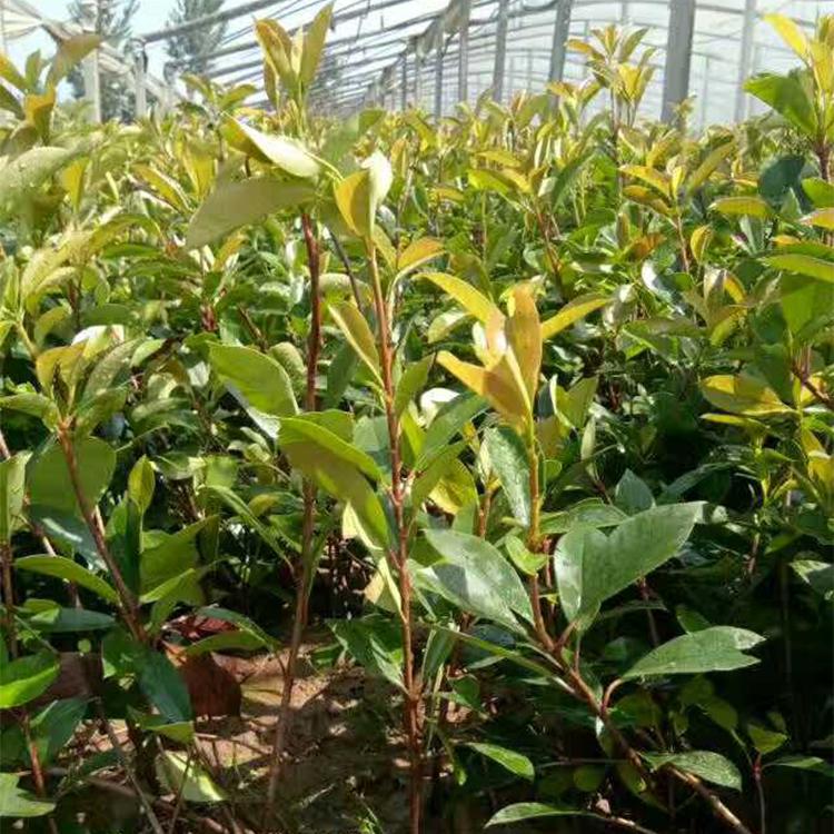 红叶石楠 绿化用红叶石楠 大量批发红叶石楠 铭秀