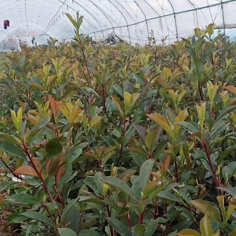 红叶石楠地栽苗 绿化用红叶石楠苗 花卉基地大量批发出售