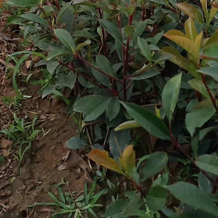 红叶石楠基地 大量批发红叶石楠 铭秀苗圃供应