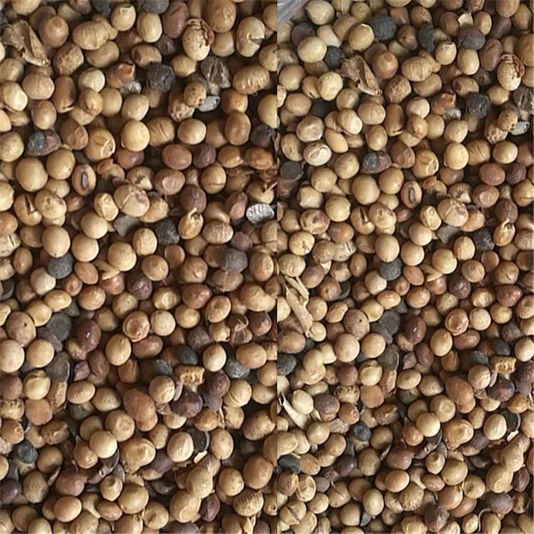 捷丰供应  发酵大豆原料 大量供应 无压榨原形态大豆