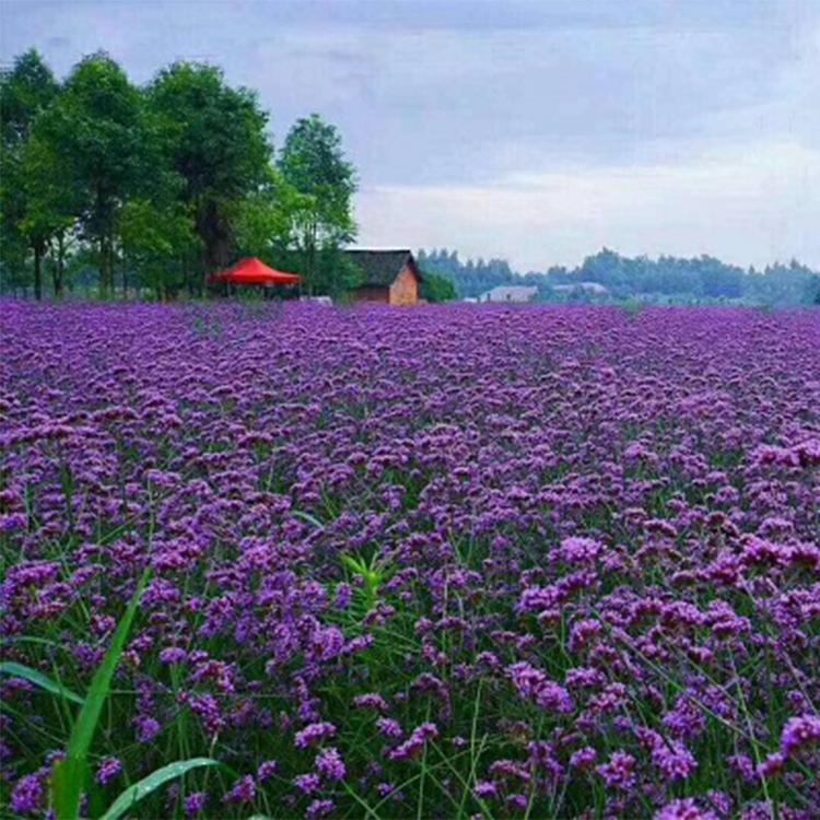 马鞭草花苗 马鞭草小苗 柳叶马鞭草基地批发 花卉基地直销