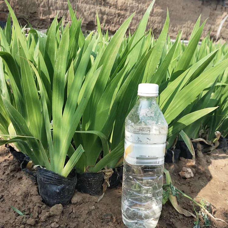 水生鸢尾出售 湿地公园用鸢尾苗 大量供应