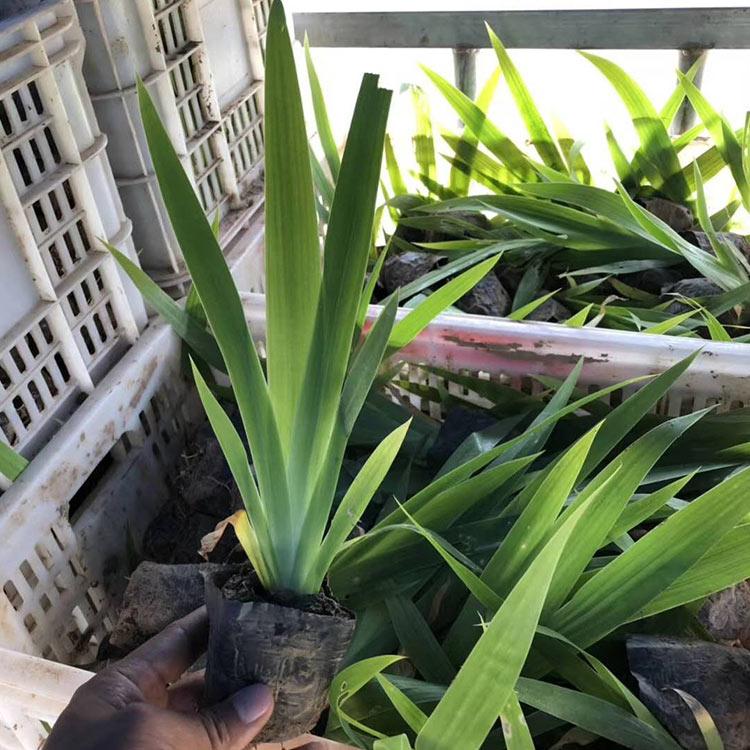 鸢尾 水生鸢尾小苗 水生植物批发 苗圃直销