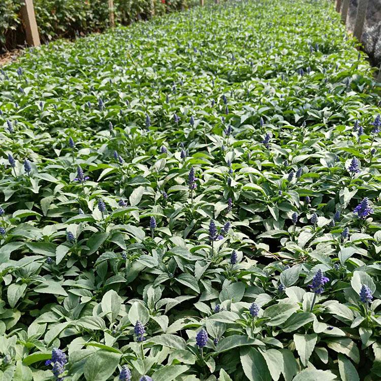 鼠尾草花海用苗 基地优惠直发鼠尾草小苗 欢迎咨询