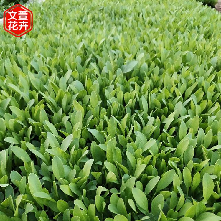 金鸡菊报价 量大优惠 山东金鸡菊小苗