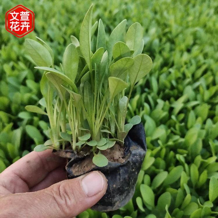 找文萱买好花 金娃娃萱草 地被绿化植物