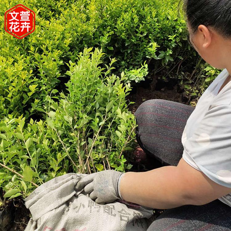 基地推荐 金叶女贞 金叶女贞批发