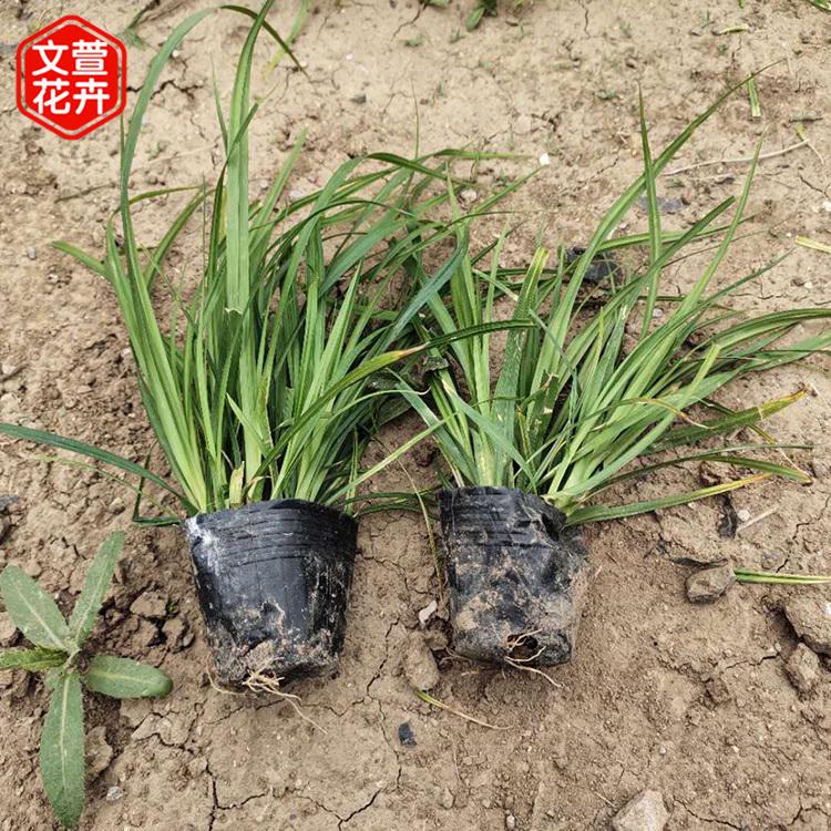 崂峪苔草批发 采购基地 青州草花崂峪苔草小苗