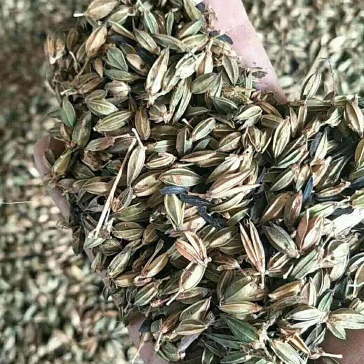 知母种子 知母中药材种苗 - 吴先彬药材种苗