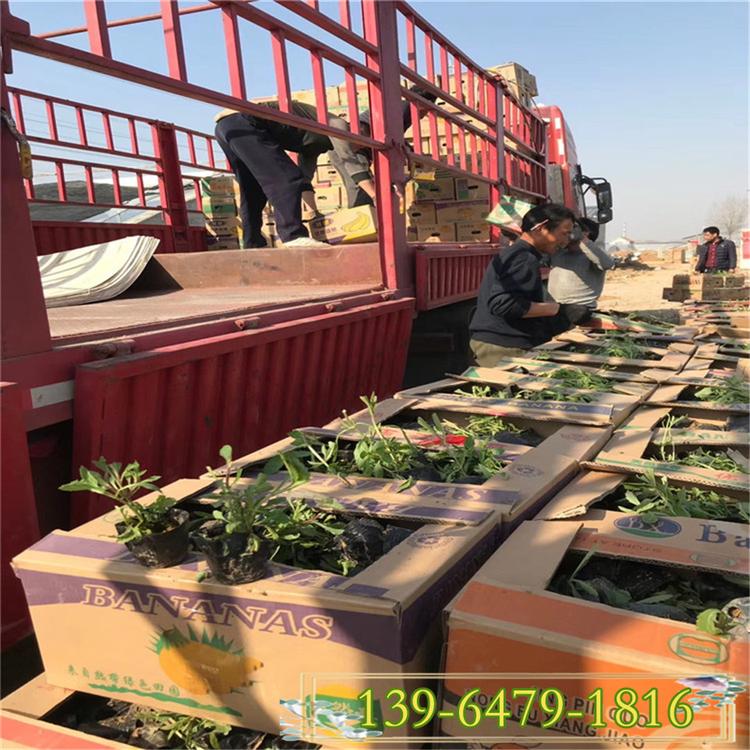 马鞭草盆苗 可代替薰衣草的植物四季易种活 花海景观