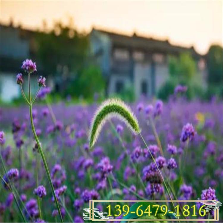 柳叶马鞭草 马鞭草 宿根花卉基地量大从优