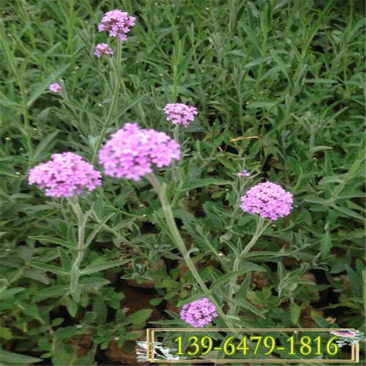 柳叶马鞭草 马鞭草营养钵 桑托斯马鞭草营养杯盆苗