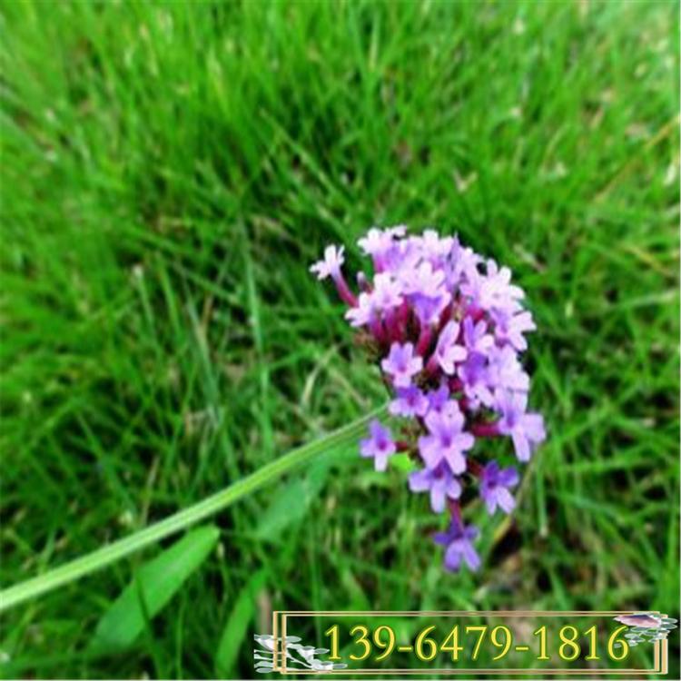 柳叶马鞭草种子  多头马鞭草盆苗 香草花海中大型花海价格