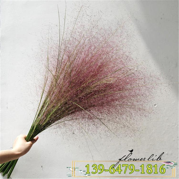 粉黛乱子草 粉黛乱子草盆苗 多年生草本观赏草