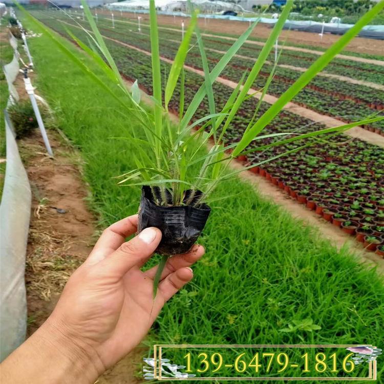 丽色红知风苗 护坡固土盆苗 观赏草流苏穗