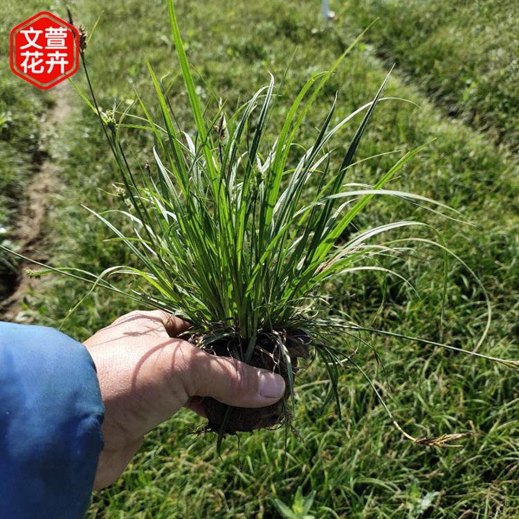 观赏青绿苔草 草花基地批发 山东青绿苔草批发