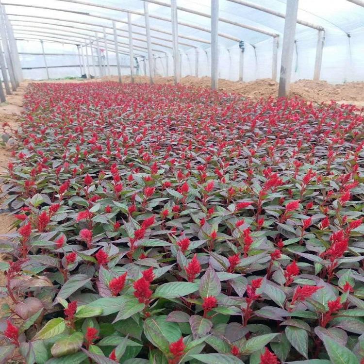种植一支笔 大量供应 红叶一支笔价格