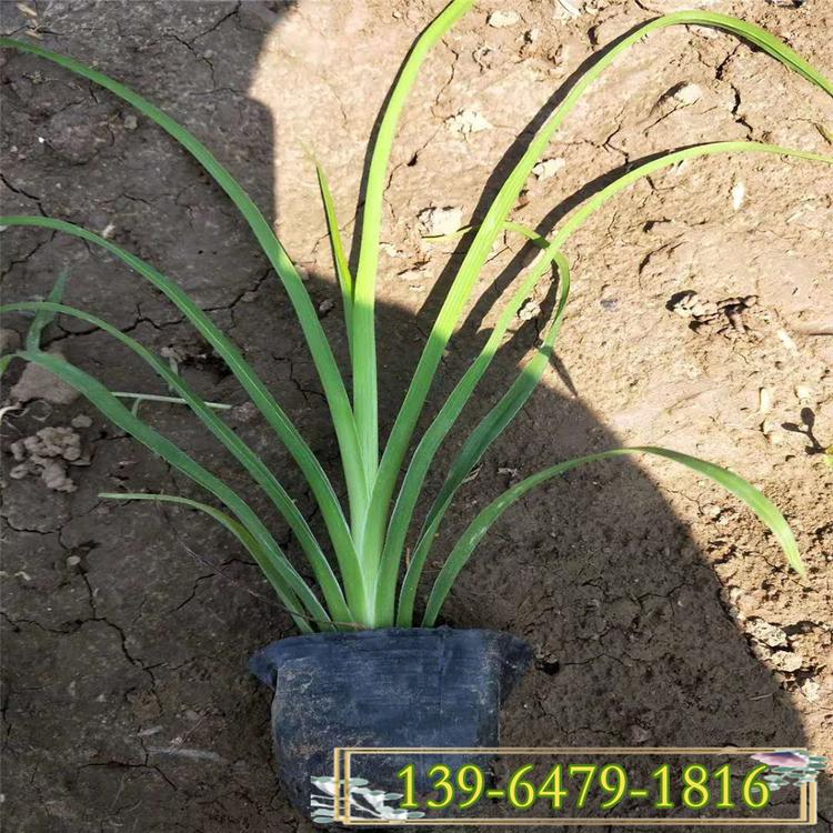 基地现挖金娃娃萱草盆苗 奶油萱草大花萱草价格 好养活管理简单