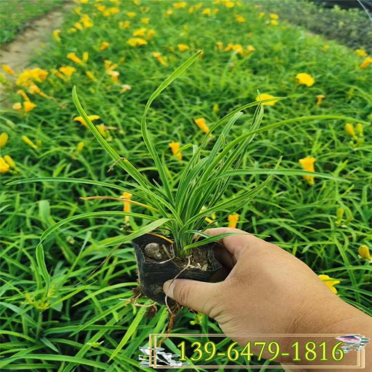 红运萱草盆苗价格 鸿运萱草基地 大花萱草种植基地