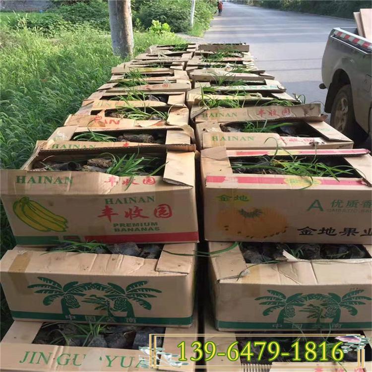金娃娃萱草盆苗 大花萱草 红运萱草小苗价格 公园景点绿化