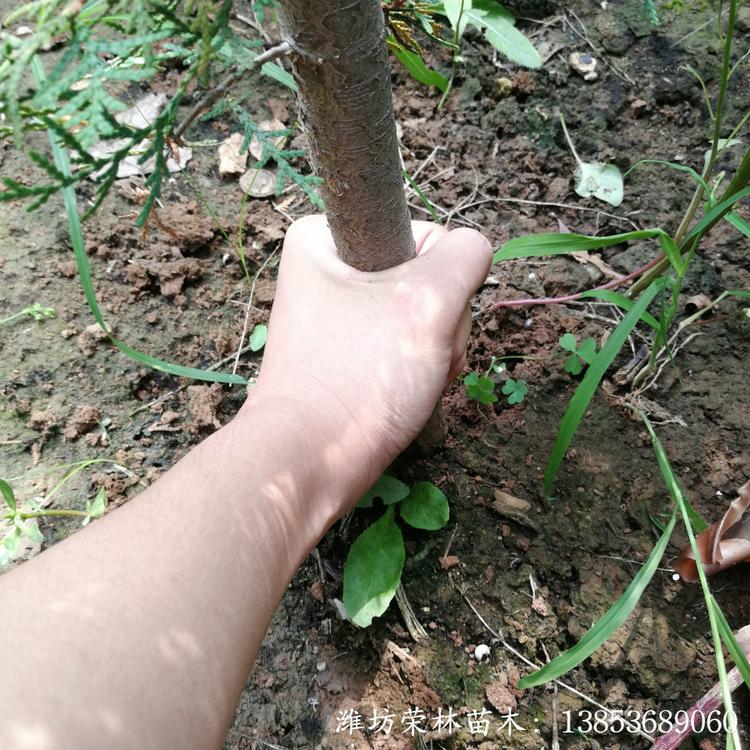 侧柏价格 土球好苗 苗圃现挖