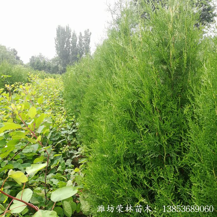 好苗预售 侧柏价格 质优价低土球苗