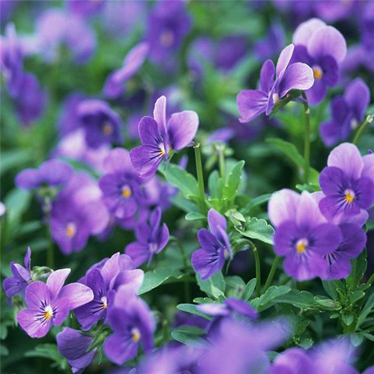 三色堇供应商 山东草花 有花苞的三色堇 苗圃基地批发