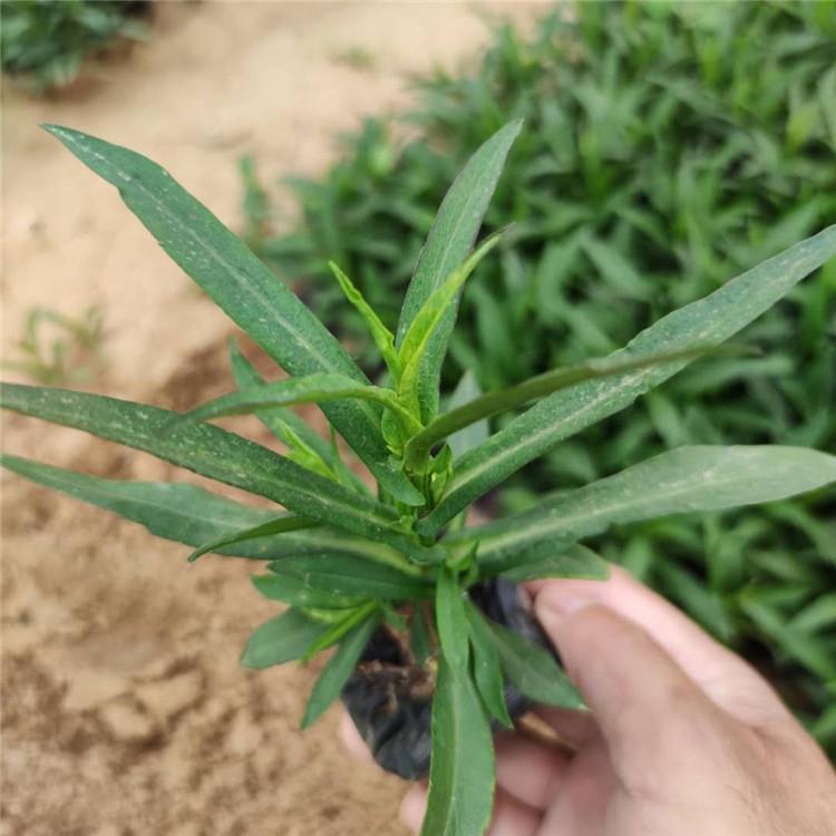 荷兰菊种植基地  宿根花卉报价   荷兰菊培育