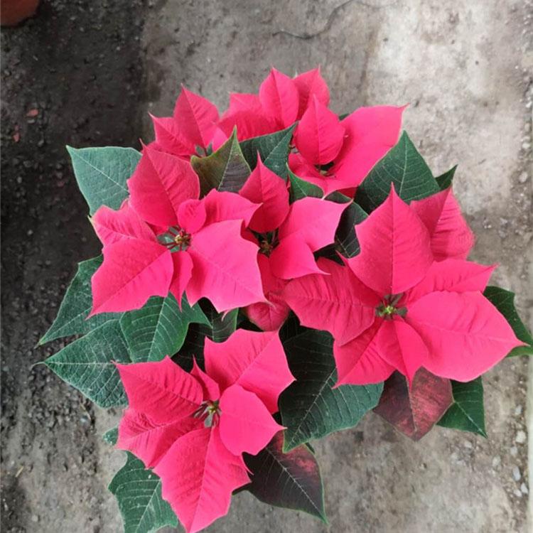 时令草花种植基地 一品红报价  一品红供应商