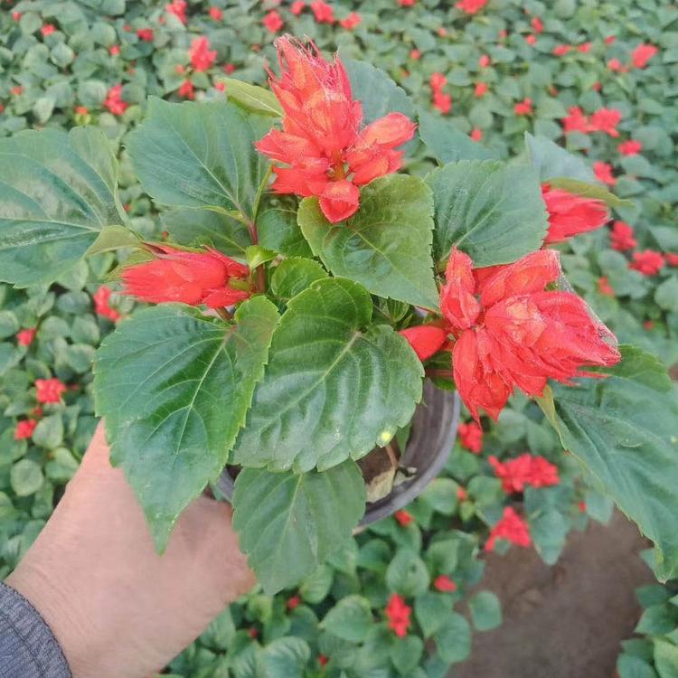 苗圃直供一串红供货商一串红价格