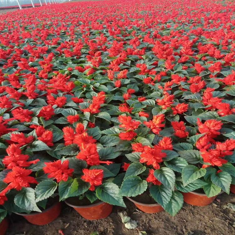 苗圃供应一串红花海一串红价格