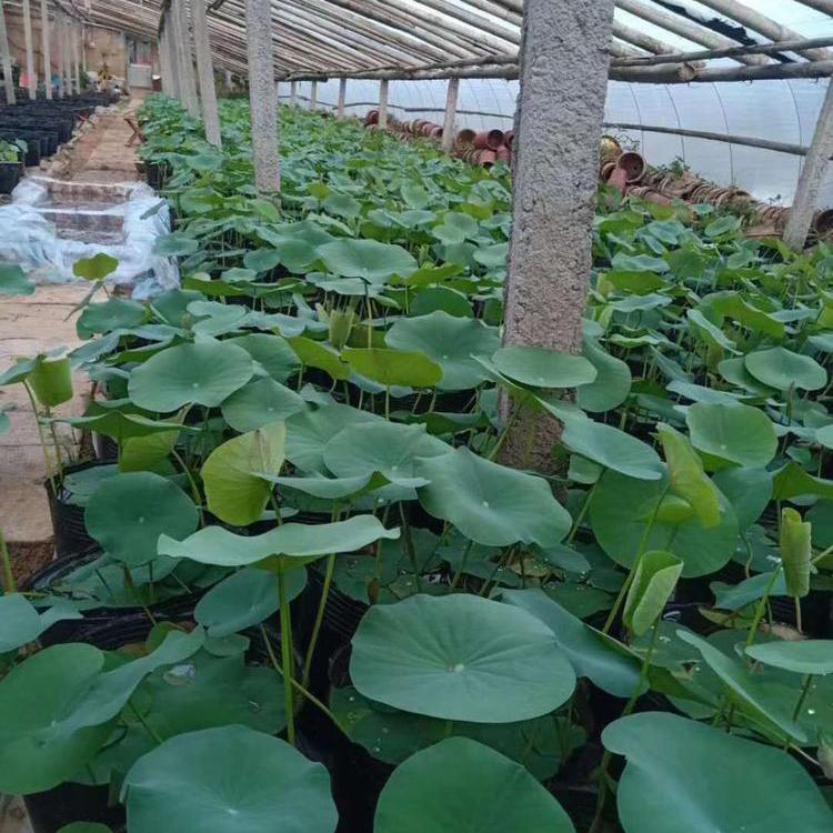 开花荷花 苗圃批发 荷花行情
