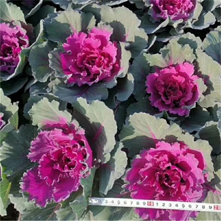 青州基地直销羽衣甘蓝  羽衣甘蓝种植基地 量大从优