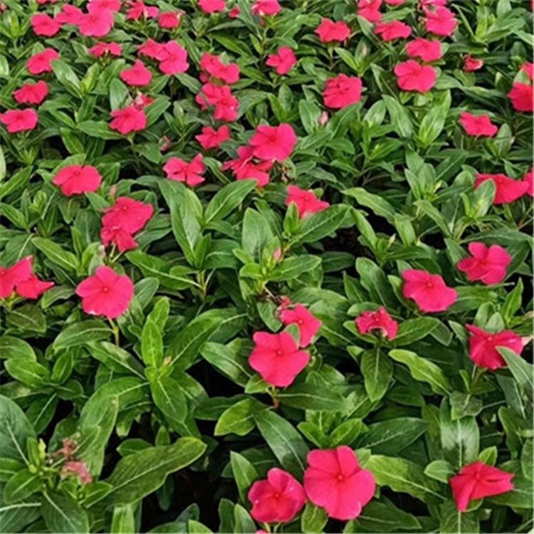 基地直销长春花  长春花种植基地  长春花报价