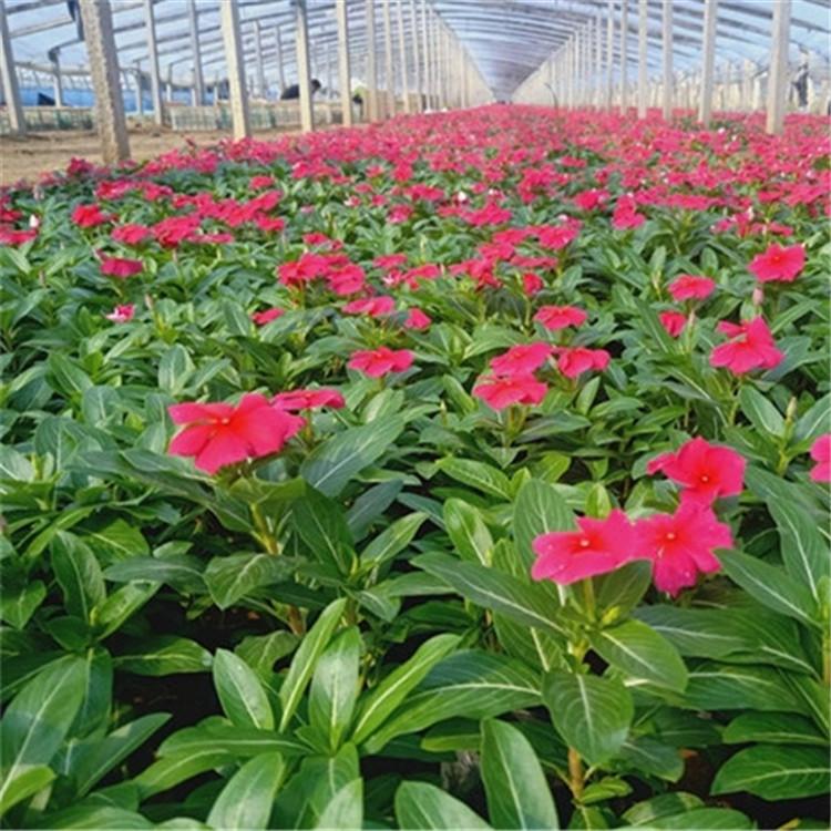 一年生花卉培育基地  茂刚供应长春花  天天开价格