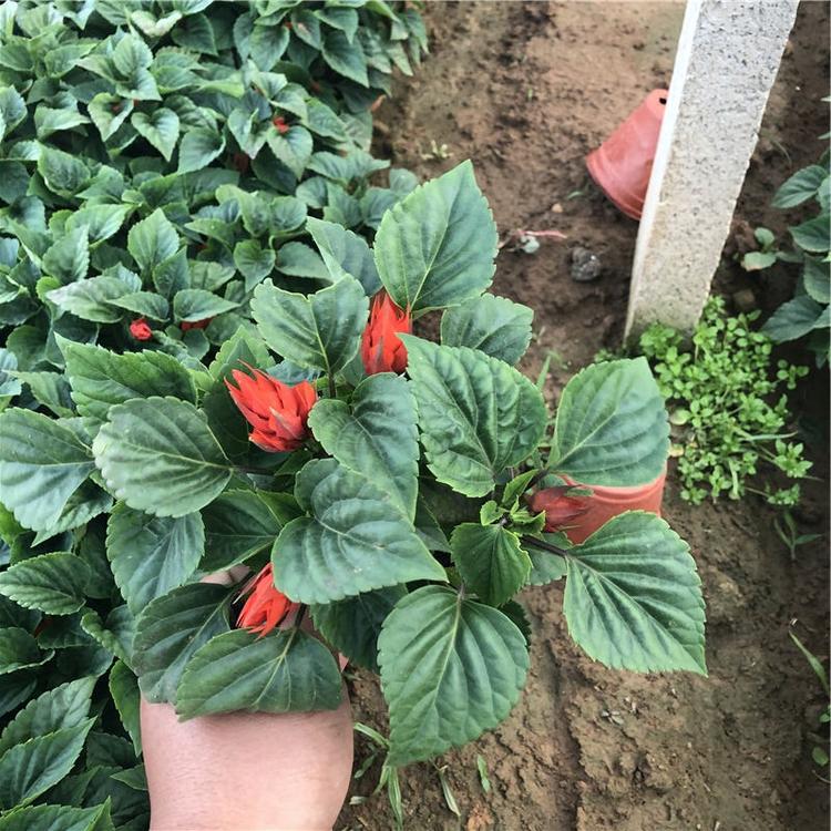 双色盆一串红 山东草花 一串红报价 好苗预定